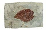 Fossil Leaf (Beringiaphyllum) - Montana #270236-1